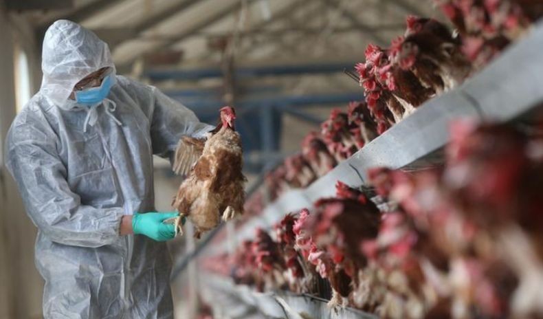 China Laporkan Kasus Pertama Flu Burung H10N3 pada Manusia, Pasien Dirawat sejak April