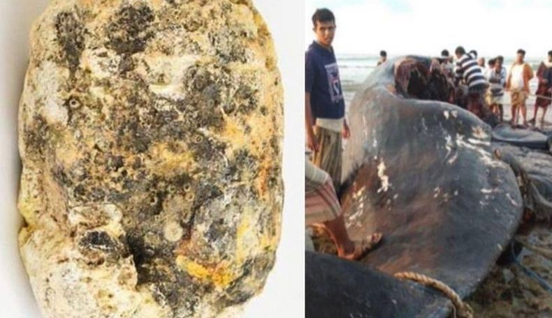 Muntahan Ikan Paus Bikin Puluhan Nelayan Ini Kaya Mendadak, Beli Rumah dan Mobil