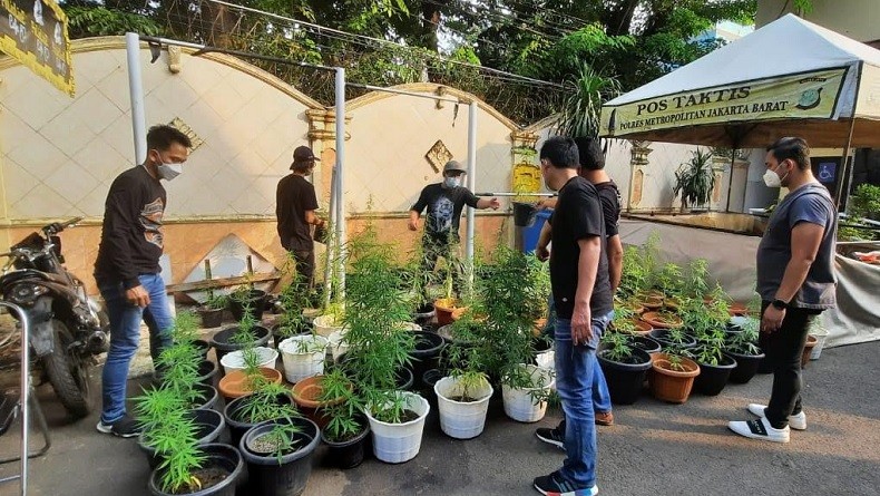 Polres Jakbar Temukan Ratusan Tanaman Ganja Hidroponik