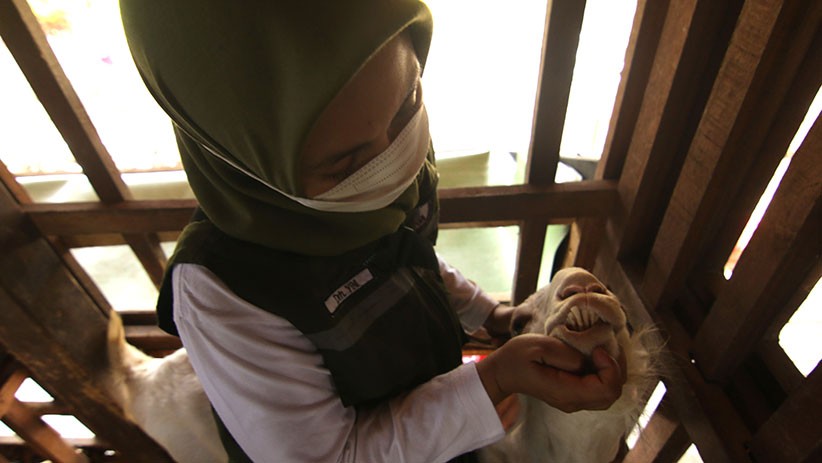 Dispangtan Cimahi Hentikan Sementara Vaksinasi Rabies dan Flu Burung, Ini Penyebabnya