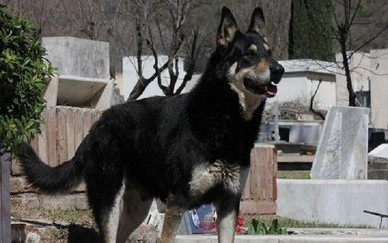 Parah, Dokter Perintahkan Perawat Berlutut dan Minta Maaf di Depan Anjing