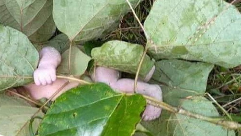 Pilu, Bayi Cantik Baru Lahir Ditemukan hanya Ditutupi Daun Jati di Waikabubak
