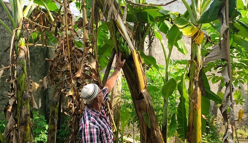 Kok Bisa, Buah Pisang di Majalengka Malah Tumbuh di Batang Pohon