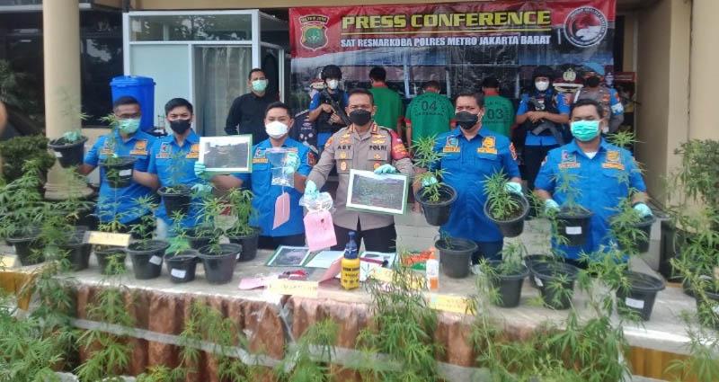 Polisi Tangkap 4 Tersangka Kasus Kebun Ganja Hidroponik di Brebes 