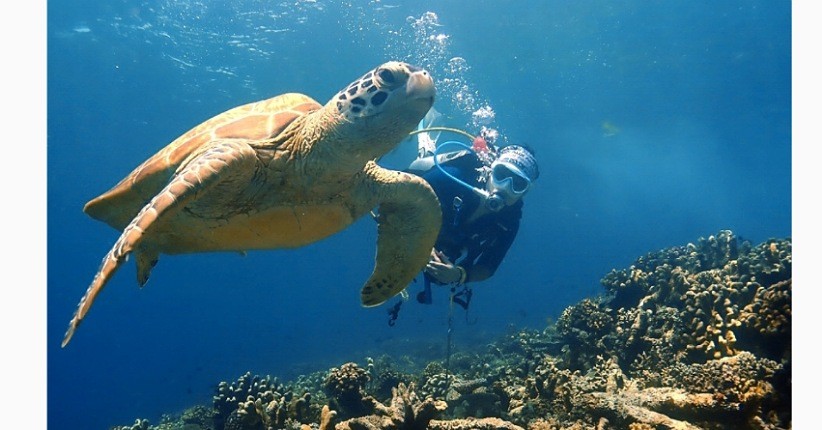 5 Ide Spot Diving Terindah di Indonesia, Nomor 4 Bisa Lihat Biota Laut Langka