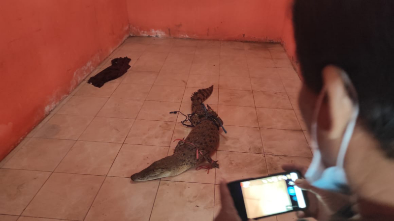 Buaya di Sungai Sadar Mojokerto Berhasil Ditangkap Warga, Ini Penampakannya