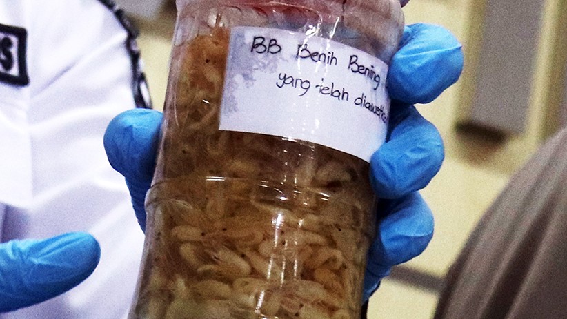 KKP dan Bea Cukai Gagalkan Penyelundupan Ribuan Benih Lobster ke Singapura
