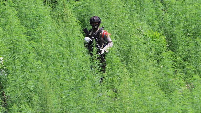 Bareskrim Temukan Ladang Ganja Seluas 5 Hektare di Aceh