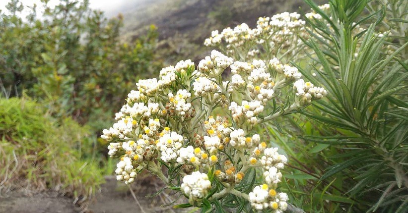5 Taman Edelweiss Terindah di Indonesia, Nomor 4 Tersembunyi di Puncak Rinjani