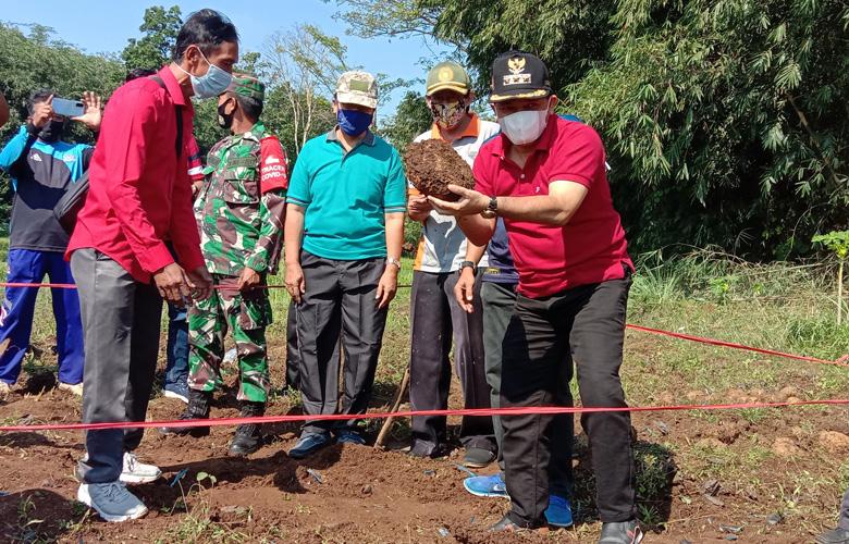 Produksi Porang di Kabupaten Semarang Tembus 1.000 Ton per Tahun
