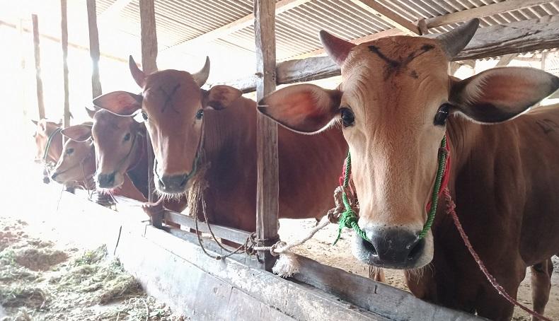 Jelang Idul Adha, Rumah Ternak Sapi di Bangka Tengah Sepi Pembeli 