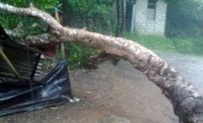 Listrik di Kota Ambon Padam Sejak Dini Hari akibat Pohon Tumbang