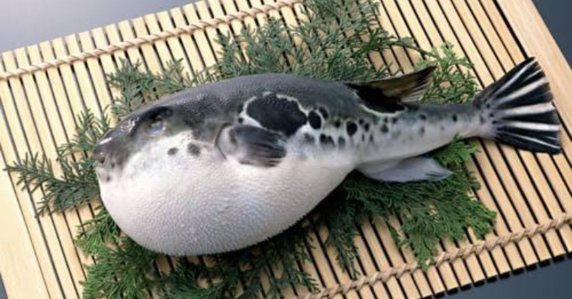 Ikan Buntal Beracun tapi Lezat Dikonsumsi, Ketahui Cara Mengolahnya