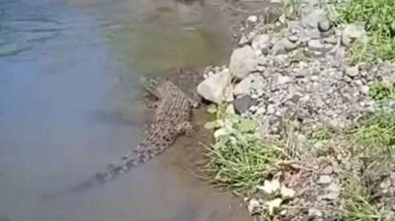 Buaya Muncul di Sungai Gemparkan Warga Boyolali 
