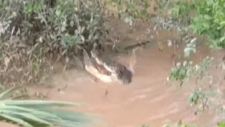 Penampakan Buaya Besar Makan Biawak di Pinggir Sungai Jadi Tontonan Warga