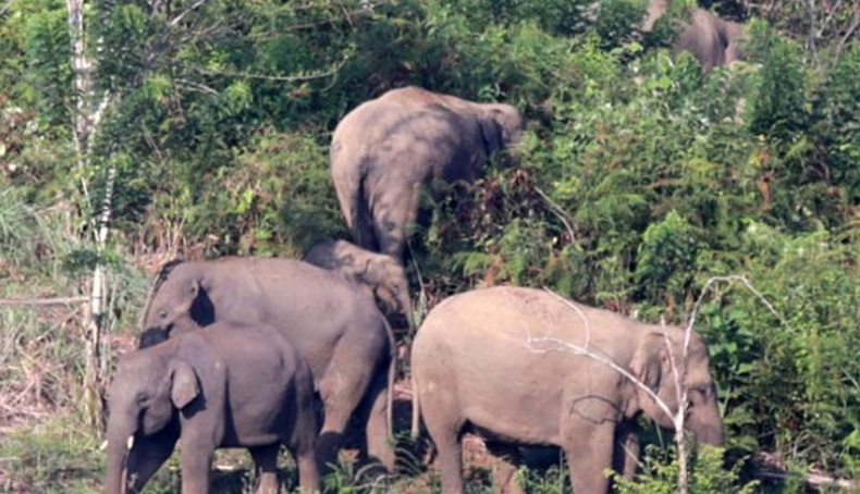 Warga Aceh Tengah Tewas Diinjak Gajah Liar