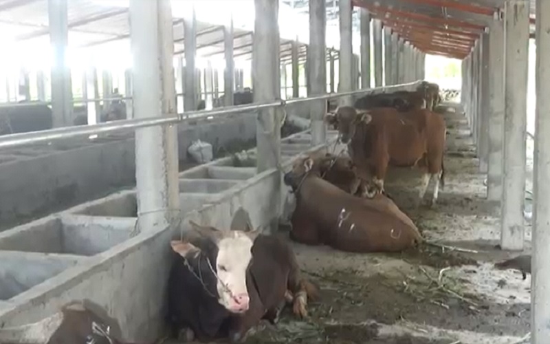Stok Hewan Kurban di Lobar Aman
