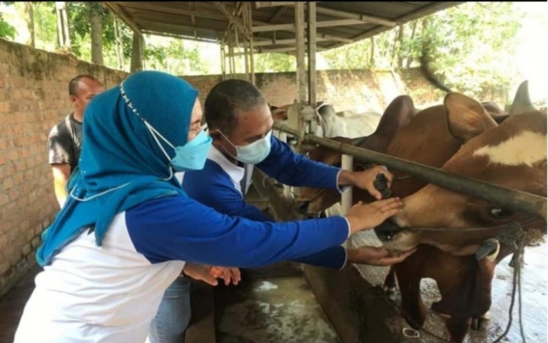 Banyak Sapi dan Domba di OKU Tak Layak Kurban