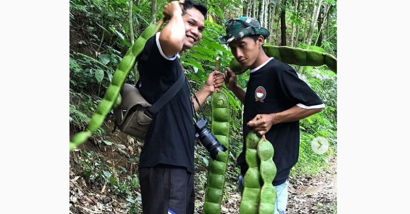 Viral Petai Raksasa Langka, Tersembunyi di Hutan Lindung Banjarnegara