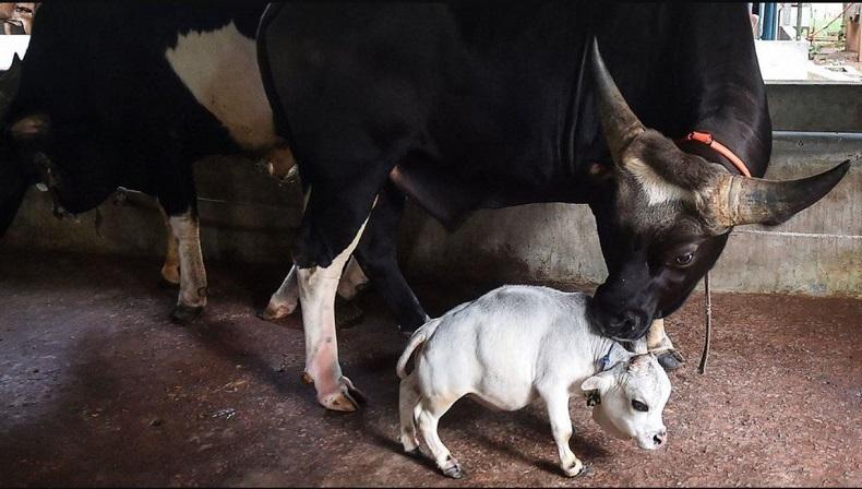 Lucu, Sapi Mungil Ini Hanya Setinggi 51 Sentimeter