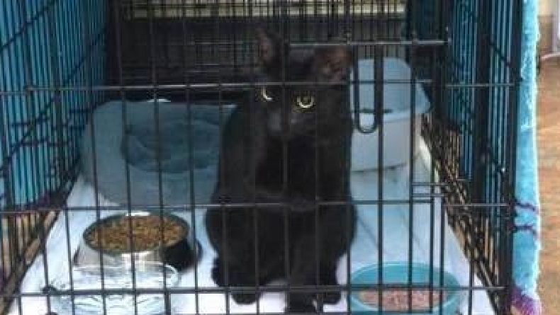 Ajaib, 2 Minggu Tertimbun Puing Bangunan 12 Lantai, Kucing Ini Selamat