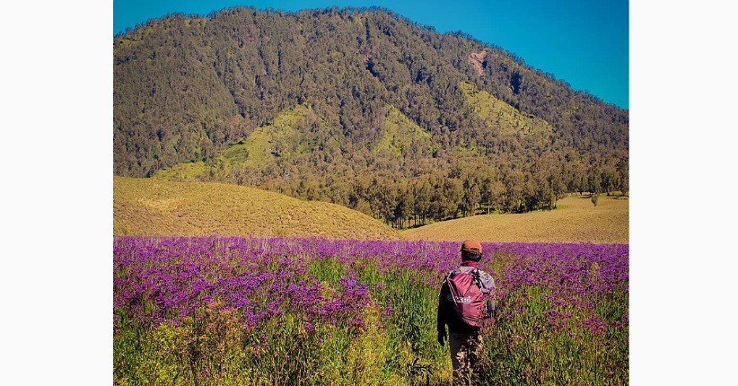 3 Pegunungan yang Punya Sabana Paling Indah, Salah Satunya Didominasi Bunga Lavender