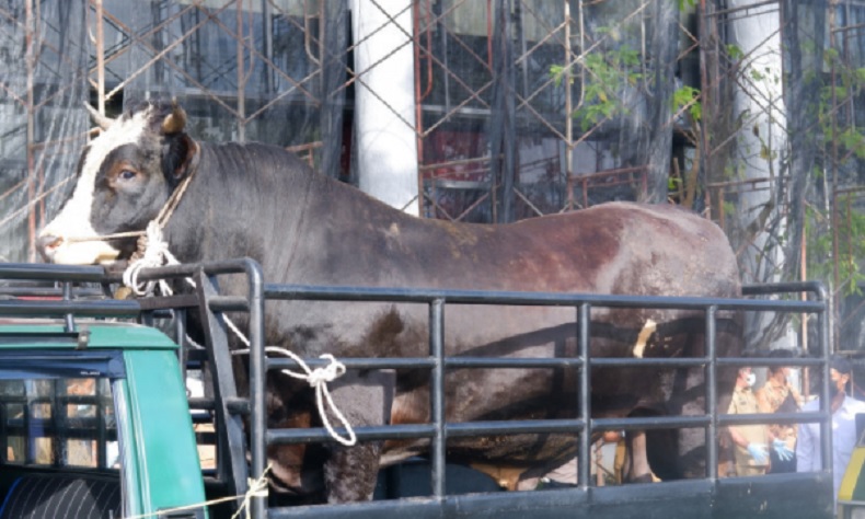 Sapi Kurban Presiden Disembelih di Masjid Raya Sumbar, Disiapkan 1.000 Kantong Daging