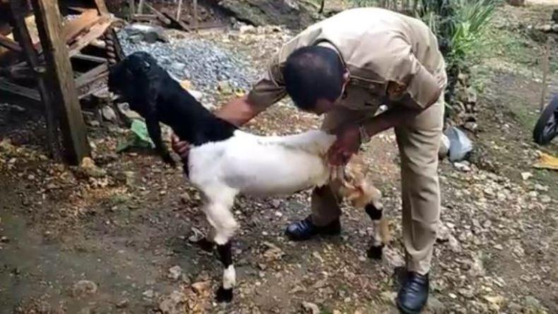 Berkaki Tiga, Kambing Milik Kades di Purworejo Ini Jadi Klangenan  