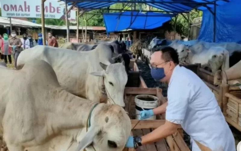 Distanak Bandarlampung Belum Temukan Hewan Kurban Berpenyakit tapi ada Kambing Tanduk Cacat