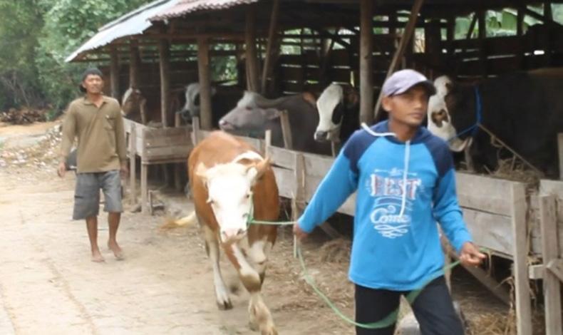 Pasar Hewan di Blora Ditutup, Begini Nasib Pedagang Jelang Idul Adha