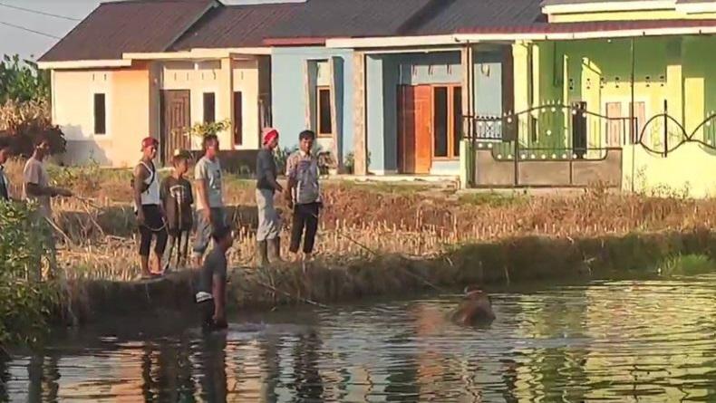 Kabur saat Dibawa ke Tempat Pemotongan Hewan, Sapi Kurban Nyemplung di Sawah