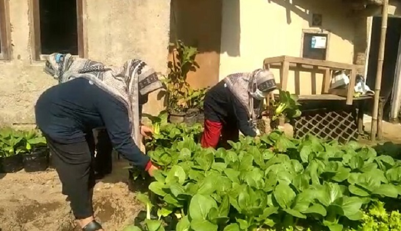 Ketahanan Pangan di Masa Pandemi, Warga Lembang KBB Manfaatkan Pekarangan Tanam Sayuran