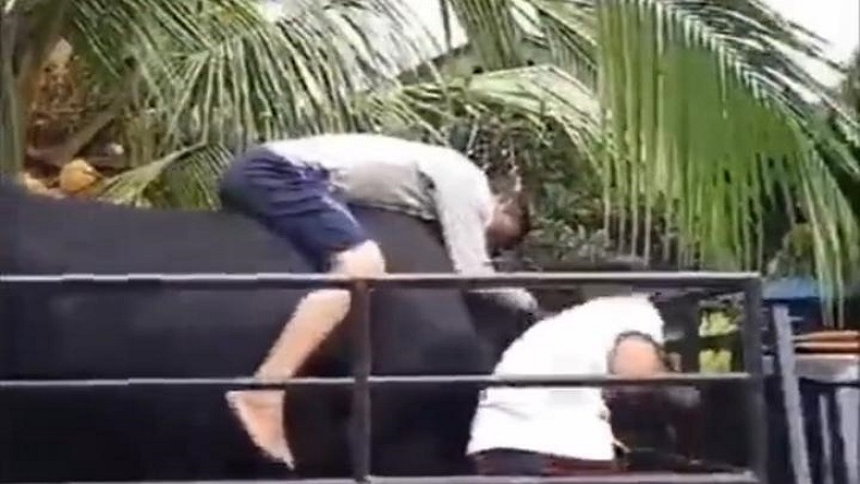 Viral, Peternak Nangis Histeris Melepas Sapi, Netizen : Sudah Seperti Anak Sendiri
