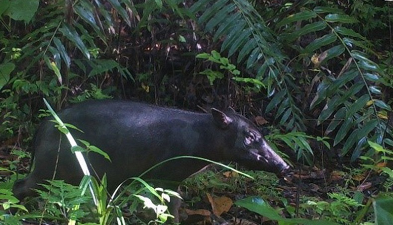Pohon Meranti Merah Petunjuk Menemukan Babirusa di Pulau Buru   