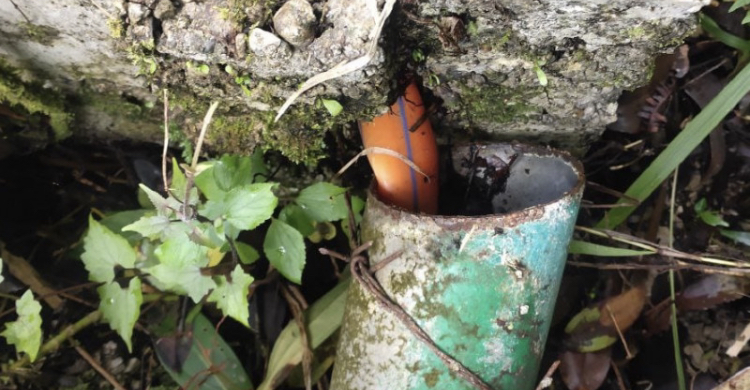Pohon Tumbang, Akses Internet Warga Leihitu Terganggu 2 Hari      