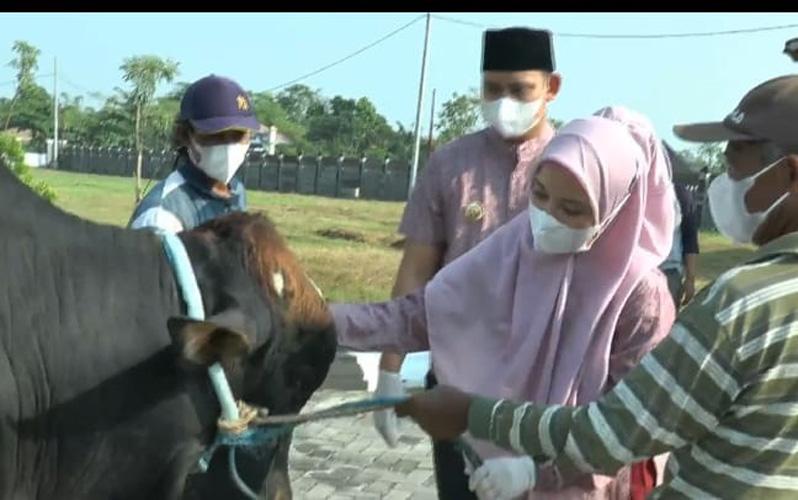 Bupati Kendal Dico dan Chaca Sebar 25 Ekor Sapi Kurban ke Seluruh Kecamatan