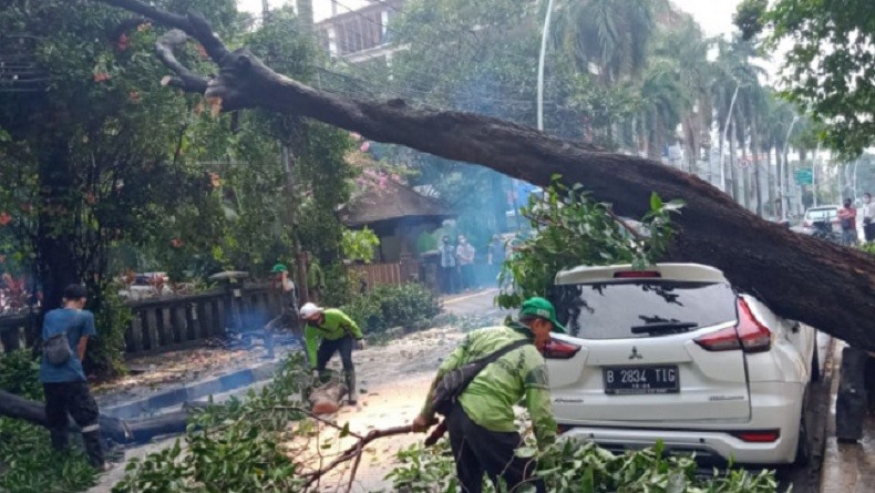 Mobil Ringsek Tertimpa Pohon Tumbang di Cut Meutia Jakarta Pusat
