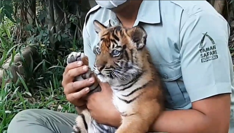 Menggemaskan, 2 Ekor Bayi Harimau Sumatra Lahir di Taman Safari Prigen 
