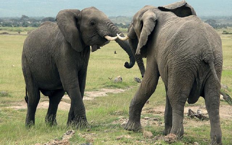 Hilang 3 Hari, Petani di Musi Rawas Tewas di Kebun yang Dipenuhi Bekas Kaki Gajah 