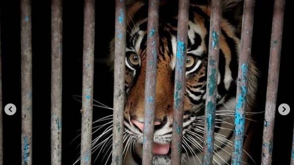 2 Harimau di Ragunan Terinfeksi Covid-19, Ini Penjelasan Pakar Kesehatan