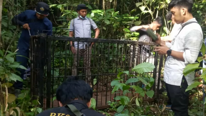 Musim Panen Buah, Warga Agam Diminta Waspada Serangan Hewan Liar