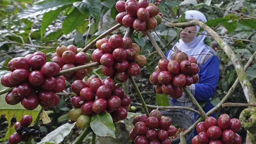 Dua Alasan Ini Bikin Milenial Tertarik Bisnis Pertanian 