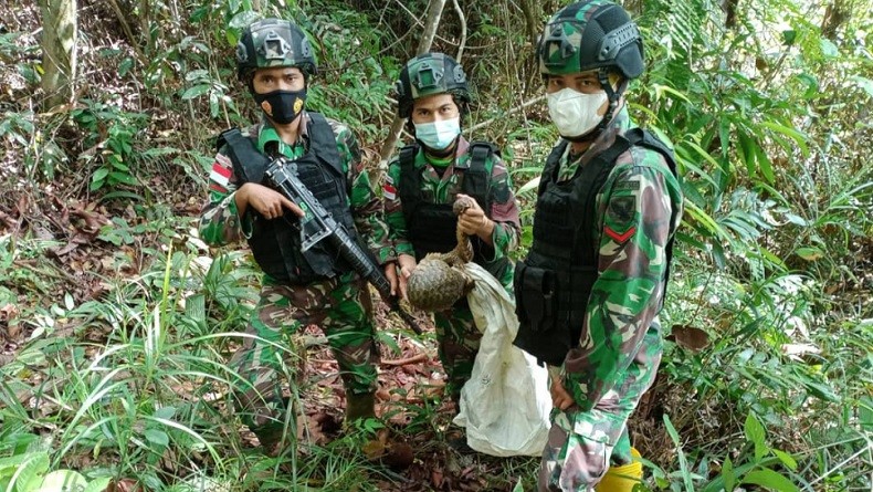 Hewan Langka Ditemukan TNI saat Patroli di Perbatasan Indonesia-Malaysia