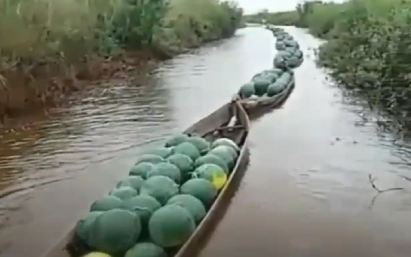 Video Viral Iring-iringan Perahu Angkut Semangka Hasil Panen, Netizen: Cuma Ada di Nagara