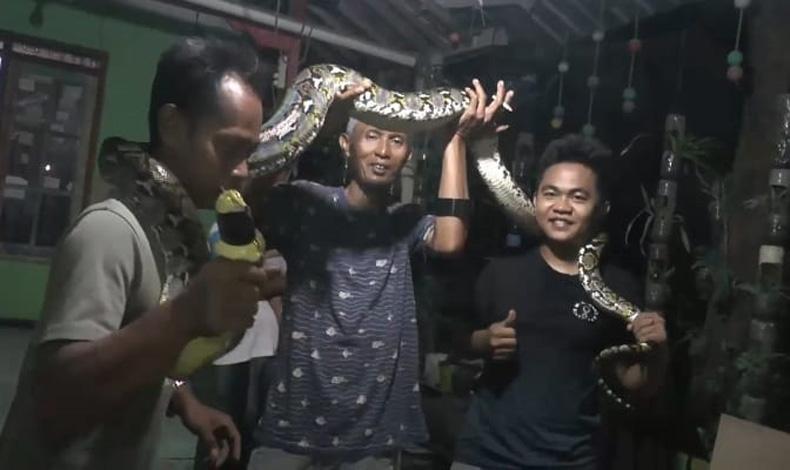 Jepara Geger, Ular Sanca Sepanjang 3 Meter Teror Perkampungan Mulyoharjo