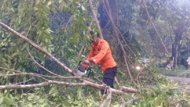 Dihempas Angin Kencang Pohon di Agam Tumbang dan Timpa Rumah Warga