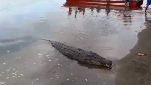 Buaya 3 Meter Mati Ditombak, Sering Muncul dan Pernah Mangsa Warga 