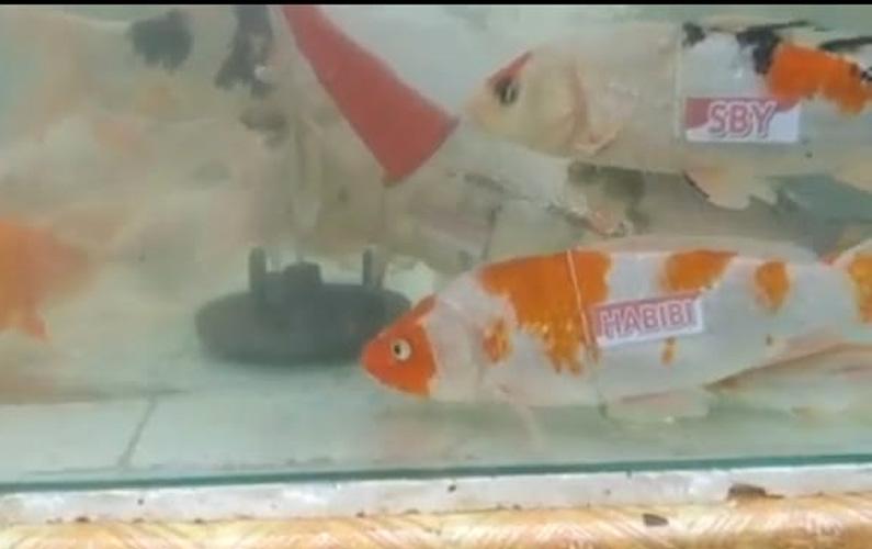 Meriahkan HUT ke-76 Kemerdekaan RI, 7 Ikan Ini Diberi Nama-nama Presiden RI
