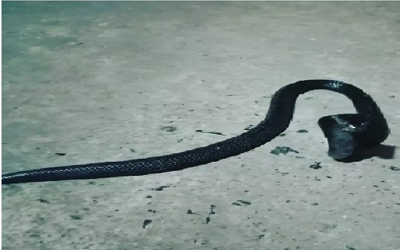 Bikin Kaget, Kobra Hitam Ini Nongol saat Pemilik Rumah Santai di Teras