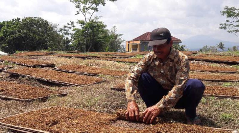 Bupati Temanggung Minta Pabrik Rokok Serap Seluruh Tembakau Petani  